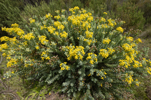 Euryops tysonii, photograph 4