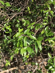 Forestiera segregata
