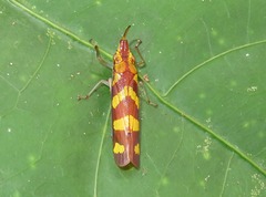 Raphirhinus phosphoreus