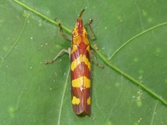 Raphirhinus phosphoreus