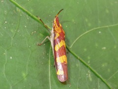 Raphirhinus phosphoreus