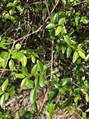 Forestiera segregata