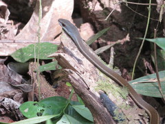 Mastigodryas boddaerti