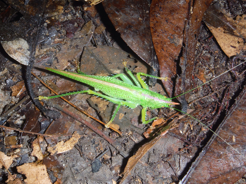 Copiphora gracilis