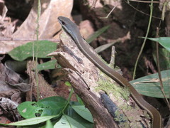 Mastigodryas boddaerti