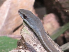 Mastigodryas boddaerti