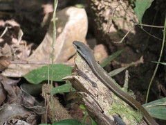 Mastigodryas boddaerti