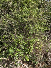 Forestiera segregata