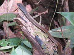 Mastigodryas boddaerti