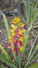 Aechmea aquilega