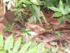 Mastigodryas boddaerti