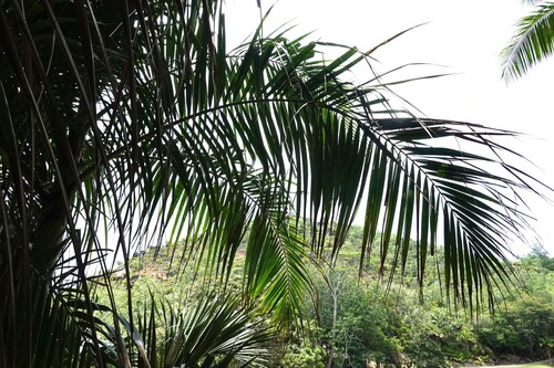 Deckenia nobilis, photograph 3