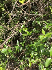 Forestiera segregata