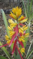 Aechmea aquilega