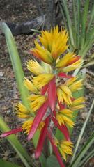 Aechmea aquilega