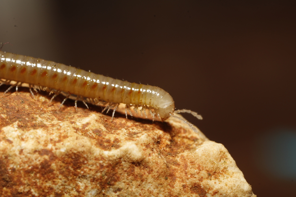 Typhloiulus gracilis