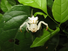 Epicadus heterogaster