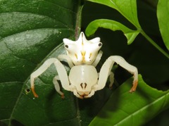 Epicadus heterogaster