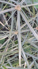 Cyperus