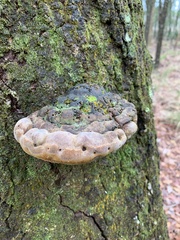 Phellinus everhartii