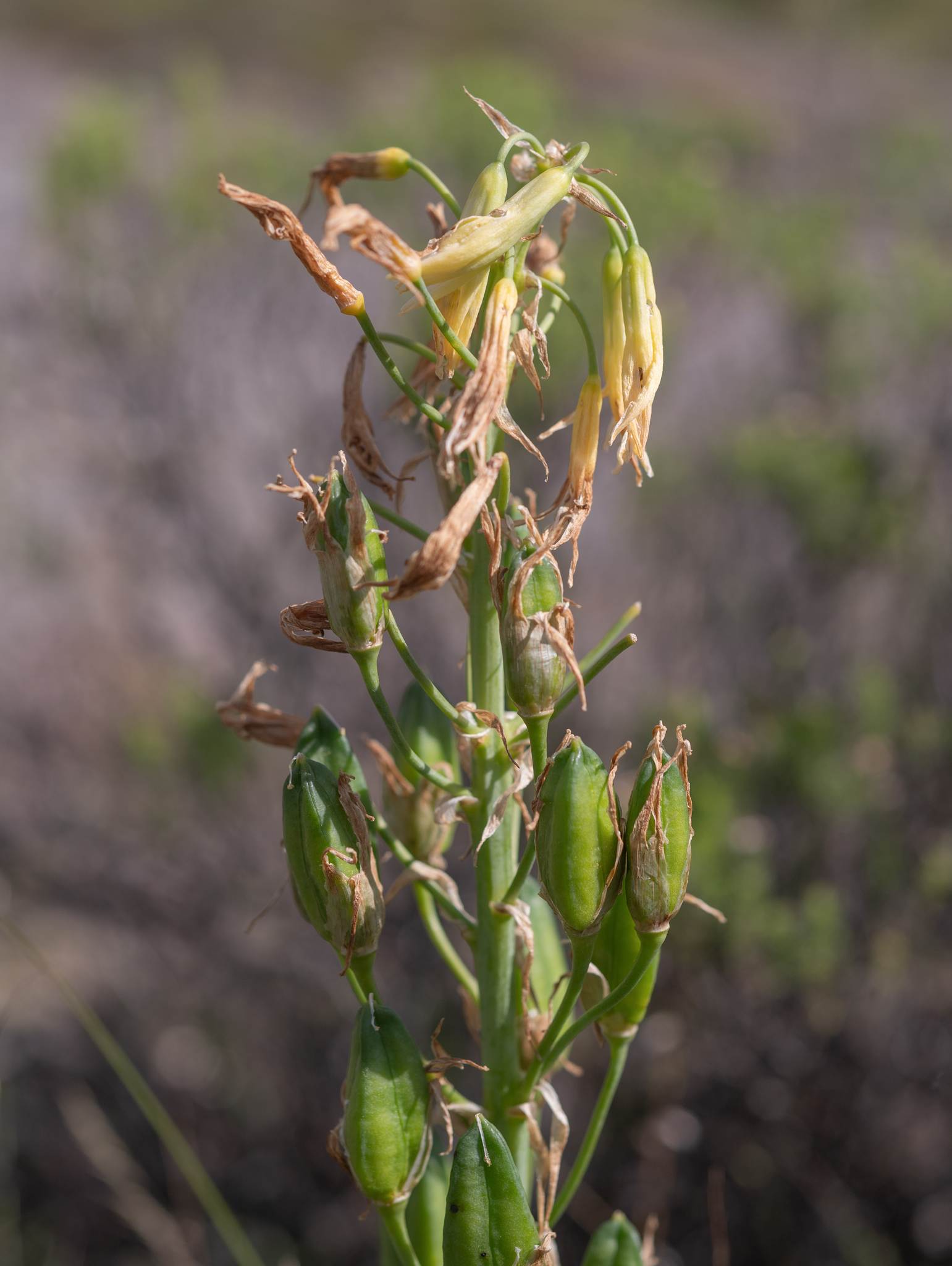 Green Chink (Ornithogalum viridiflorum)