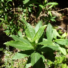 Baccharis sphaerocephala