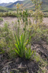 Ornithogalum viridiflorum, photograph (c) Morten Ross, some rights reserved (CC BY)