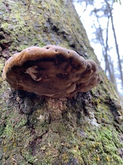 Phellinus everhartii