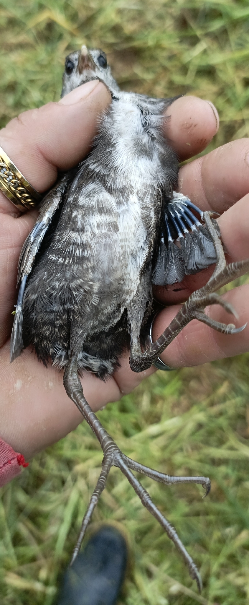 White-throated Crake (Laterallus albigularis), photo 3