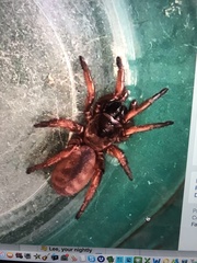 Myrmekiaphila comstocki