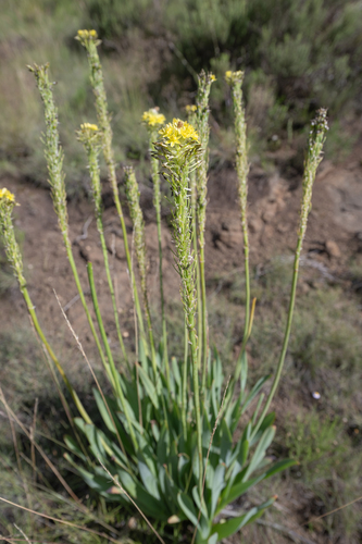 Bulbine narcissifolia