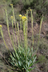 Bulbine narcissifolia