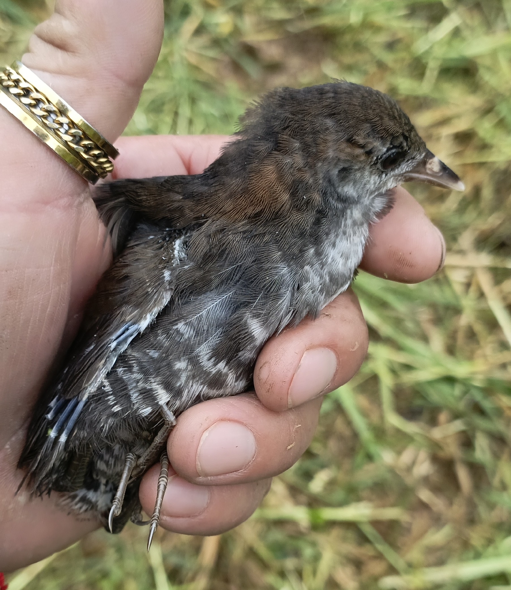 White-throated Crake (Laterallus albigularis), photo 4