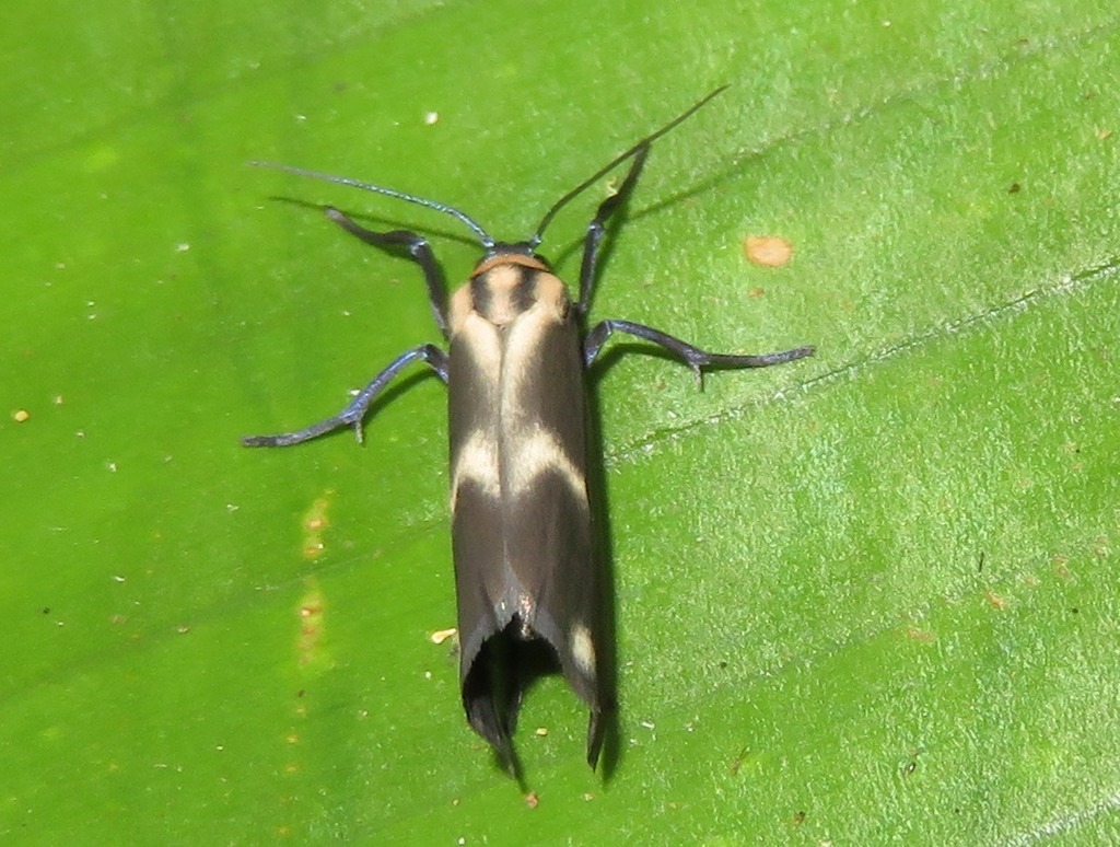 Areva trigemmis