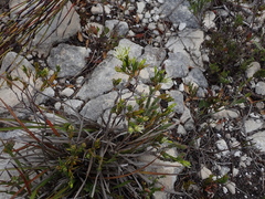 Euchaetis longibracteata