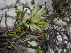 Euchaetis longibracteata