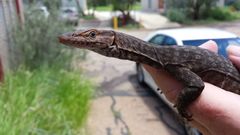 Black-Headed Monitor photo 3