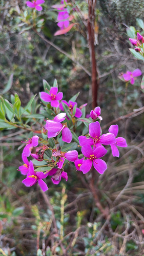 Bucquetia glutinosa, photograph 3