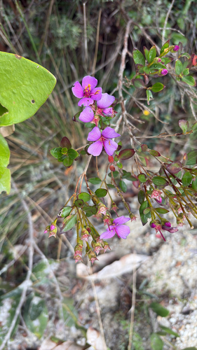 Bucquetia glutinosa, photograph 2