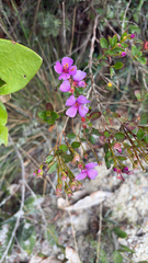 Bucquetia glutinosa, photograph (c) brettaugust, some rights reserved (CC BY)