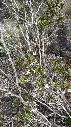 Arcytophyllum nitidum, photograph 2