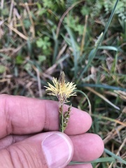 Carex meadii