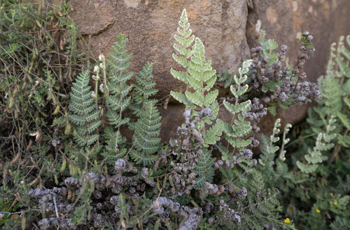 Resurrection Fern (Cheilanthes eckloniana)
