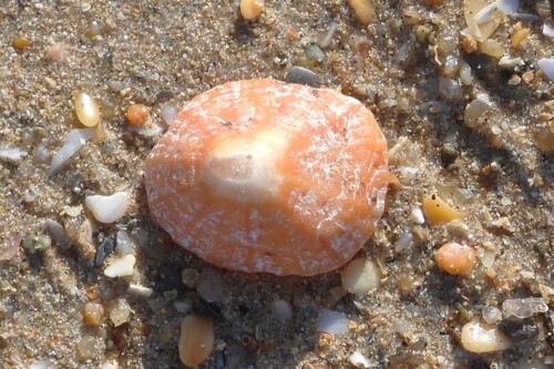 Patella vulgata