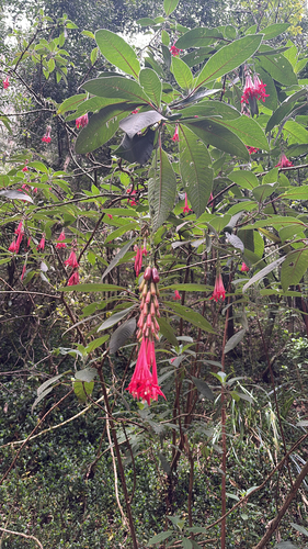 Bolivian Fuchsia (Fuchsia boliviana)