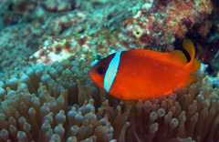 Amphiprion barberi