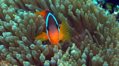 Amphiprion barberi