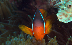 Amphiprion barberi
