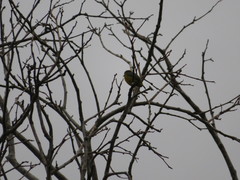 Euphonia chrysopasta