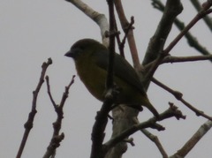 Euphonia chrysopasta